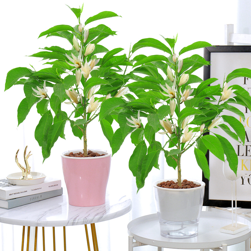 白兰花盆栽花卉植物室内玉兰玉兰树树苗花苞四季花卉
