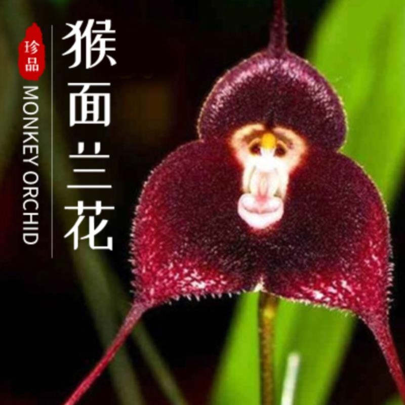 兰花猴面室内盆栽花卉绿植稀有植物小龙猴脸花卉