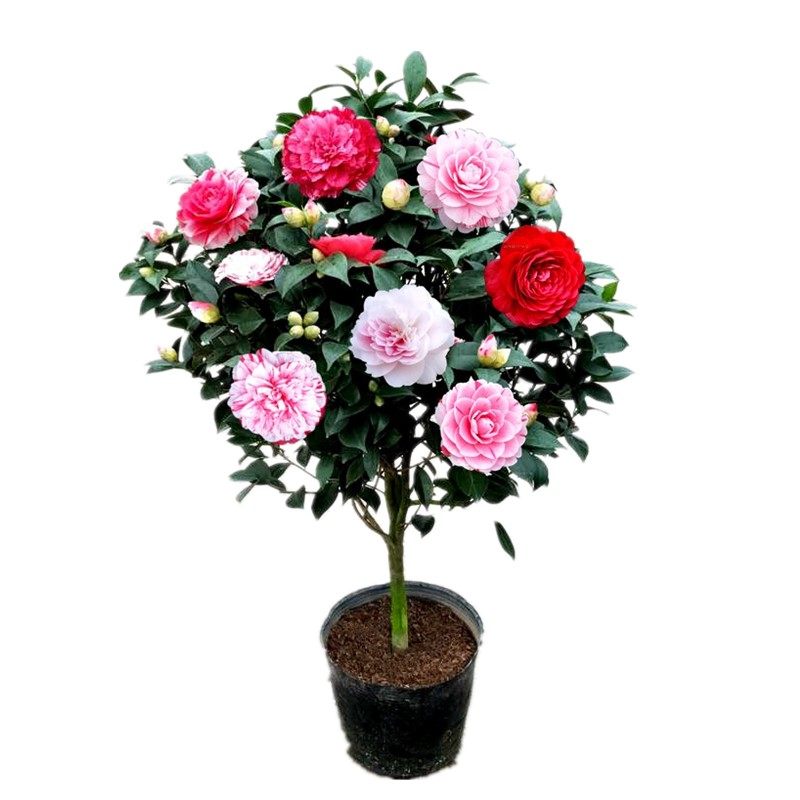 五色赤丹茶花盆栽当年开花树苗白底室内植物花卉