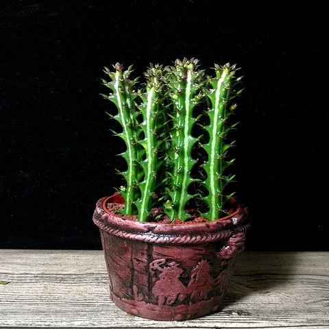 铜绿麒麟大戟科沙生耐旱绿植花卉多肉植物组合多肉植物