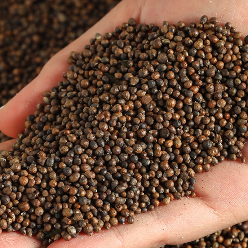 黄荆颈椎金子黄金子野生姜籽枕普枕芯布惊籽荆仁u型枕