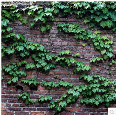 爬山爬藤绿色植物盆栽阳台室外攀援花卉爬墙大苗绿植