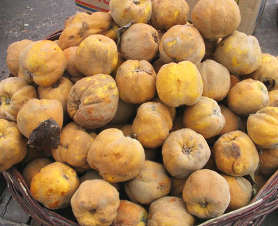 新疆新年新的鲜榲特色温桲之皇温柏瓜榅木瓜木瓜