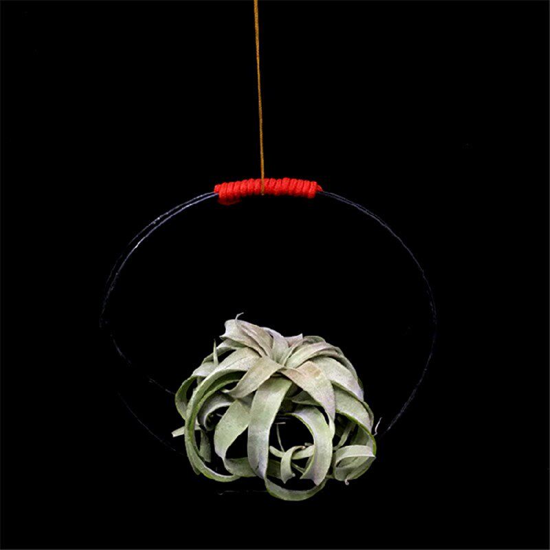 景观无土植物花卉绿植空气凤梨墨西哥电烫卷盆绿植