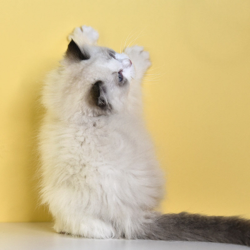 幼崽布偶猫幼猫宠物活体纯种渐层公母英短美短猫咪