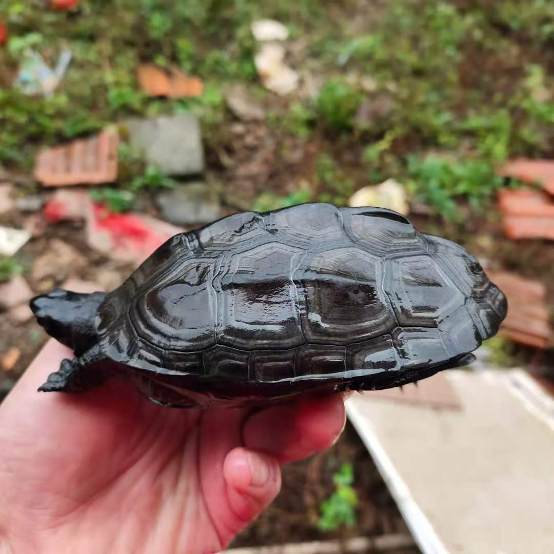 最贵稀有有的大外成年纯种全黑碳顶墨龟活体龟