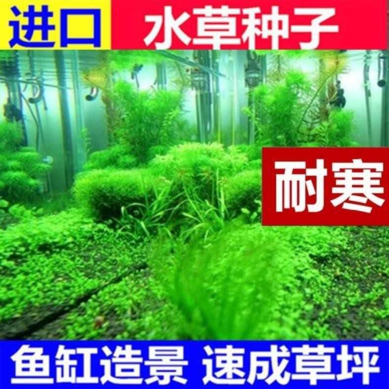 鱼塘家用种植植物春季水下耐寒鱼缸小型四季水草