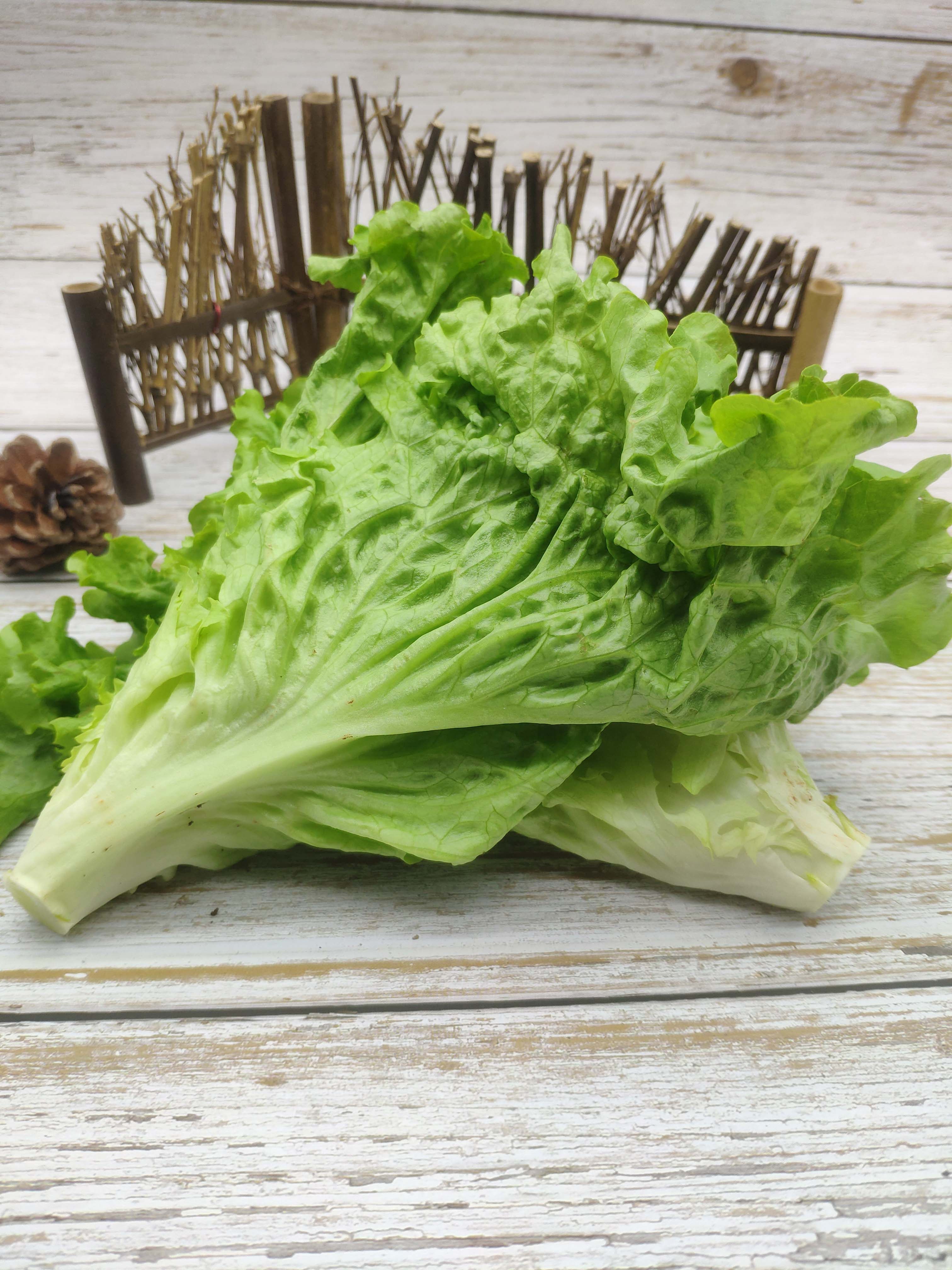 生菜新鲜绿叶散叶罗莎绿毛绿边珊瑚西餐沙拉叶菜类