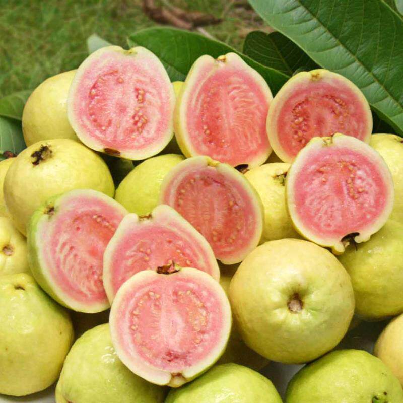 水果台湾红心芭乐番石榴当季新鲜孕妇现摘现发手机保护套