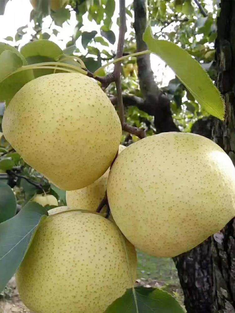 现摘秋梨砀山酥梨大梨水果包邮10斤新鲜香梨手机保护套