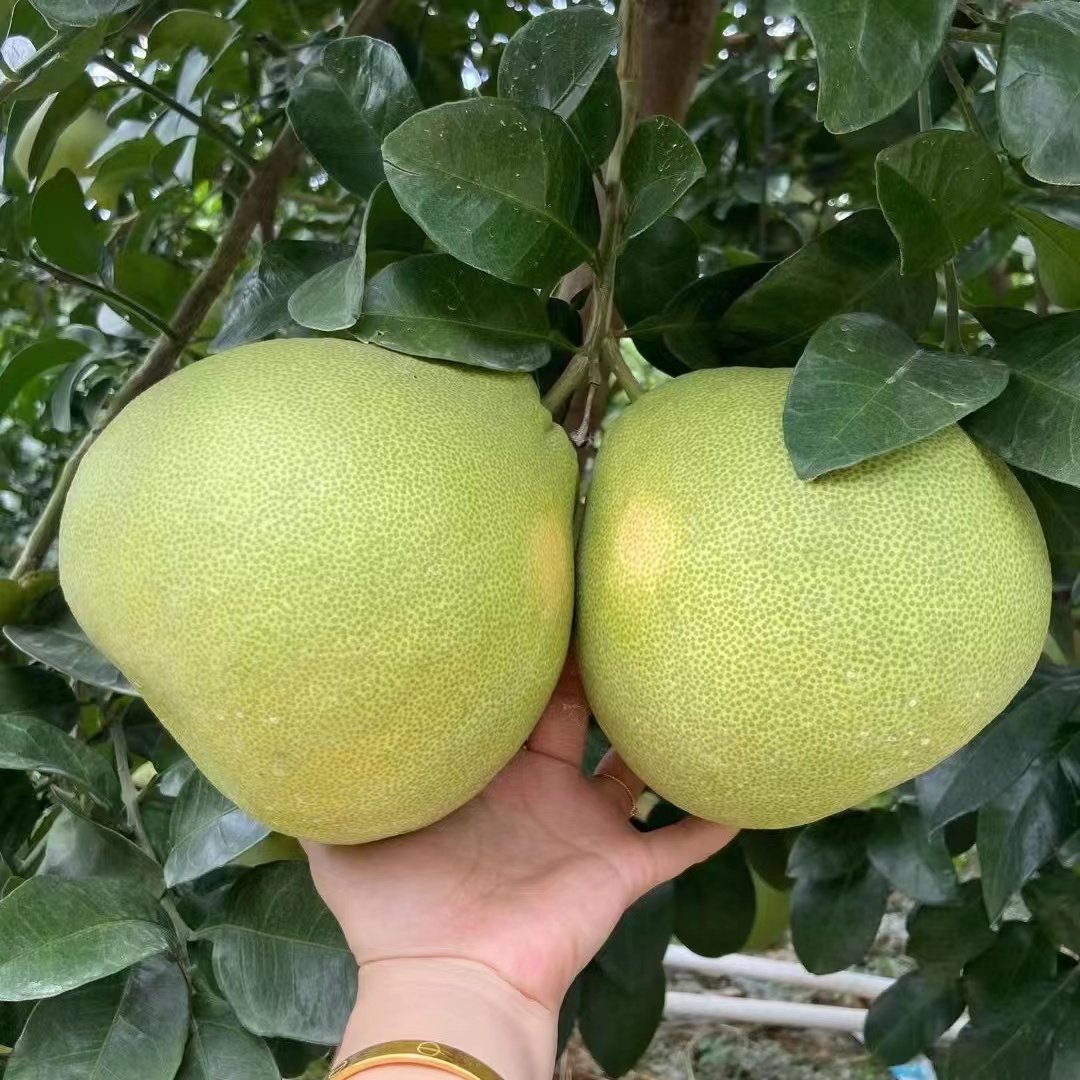 福建莆田度尾文旦柚10斤新鲜水果老树红心柚子当应季整箱顺丰包邮-mc