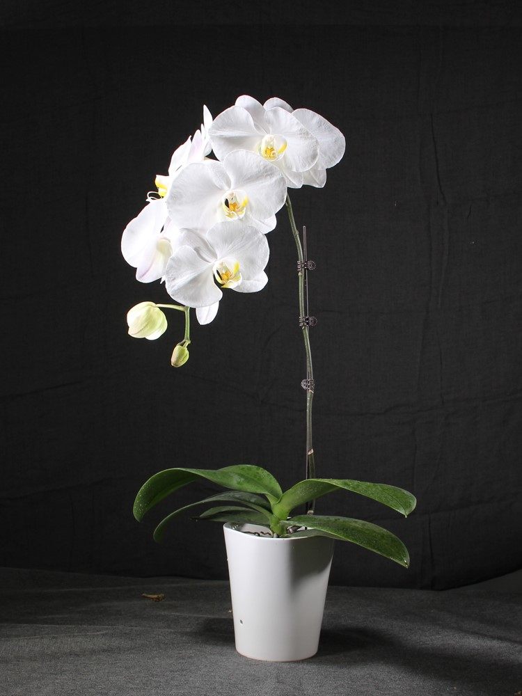 连云港蝴蝶兰花aa级v3精品大白花开花白色蝴蝶兰白兰花鲜花盆兰花