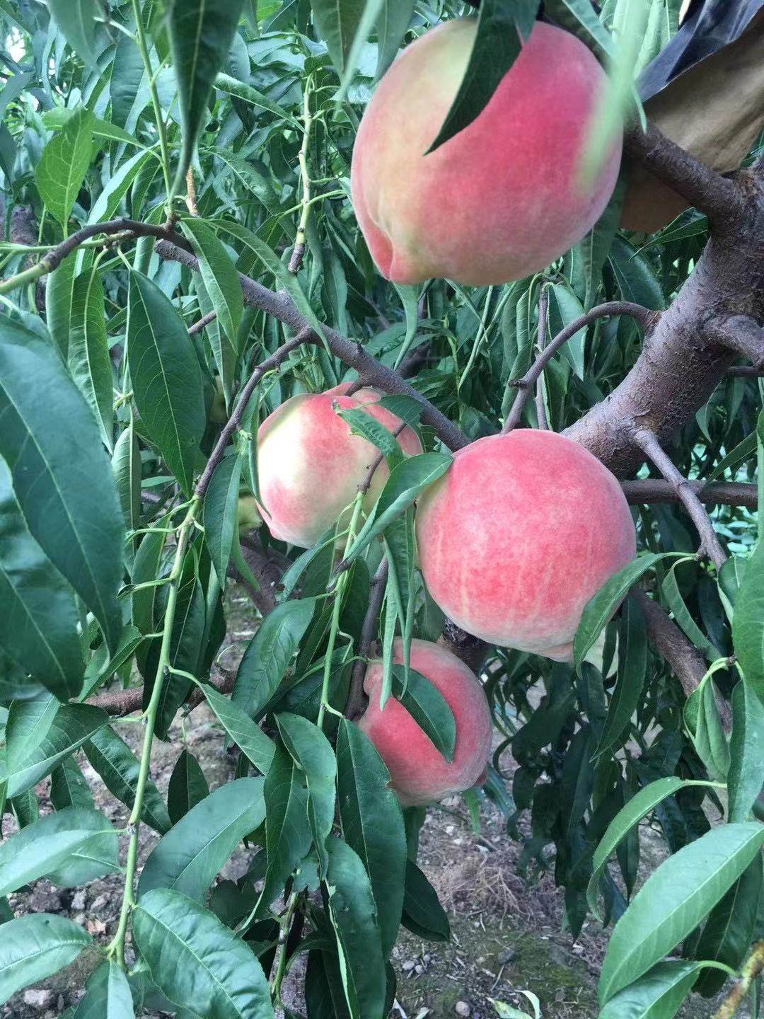 正宗河北深州大蜜水蜜桃当季新鲜水果礼盒寿桃桃