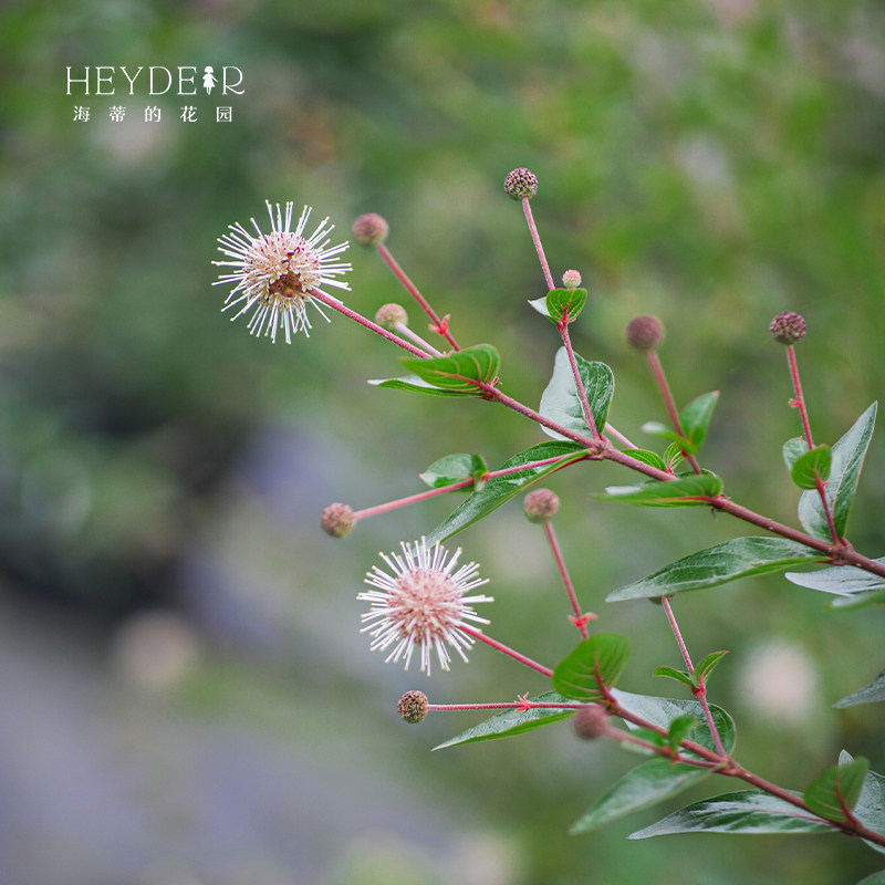 海蒂花园细叶水团花水杨梅多年生灌木庭院耐热时令草本花卉