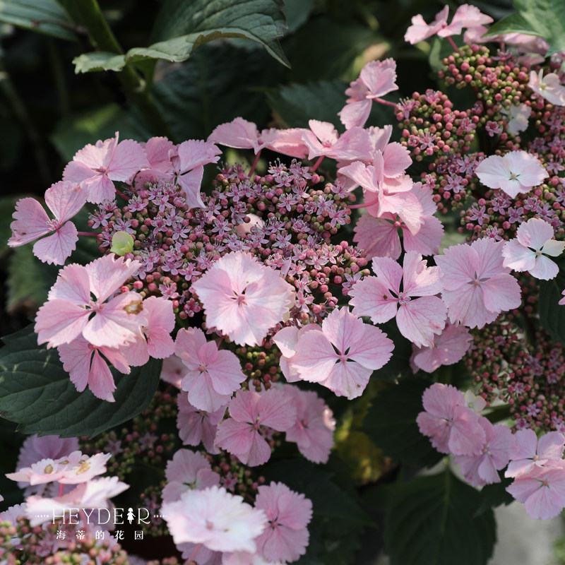 海蒂花园姬小町大绣球丰花易爆阳台庭院栽种绣球