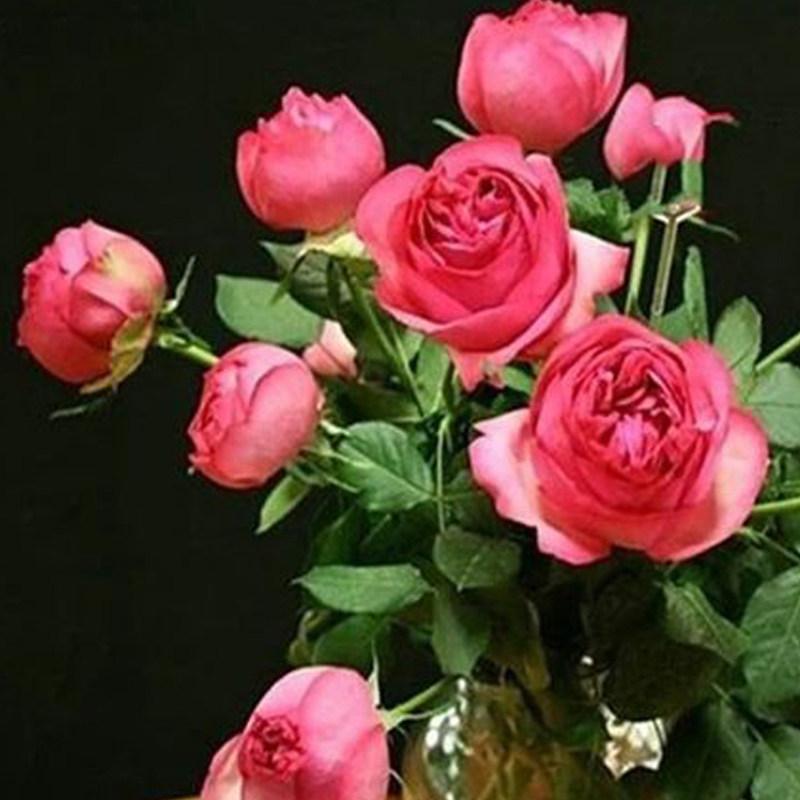 海蒂花园华尔兹浓香抗病多季勤花月季露台庭院月季