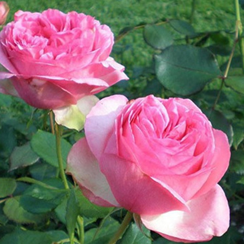 海蒂花园华尔兹浓香抗病多季勤花月季露台庭院月季