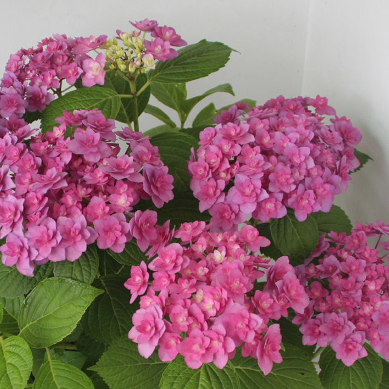 海蒂花园复古腔调大花重绣球可调调色阳台庭院绣球