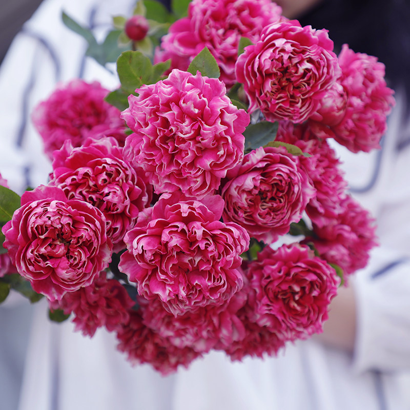 海蒂花园雀之舞粉黛隐隐新品月季阳台庭院花卉月季