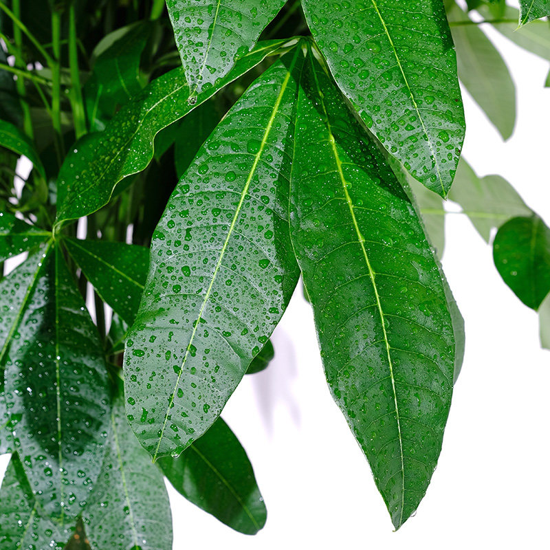 发财树三杆大颗室内办公室客厅乔迁开业招财钱老大型绿植