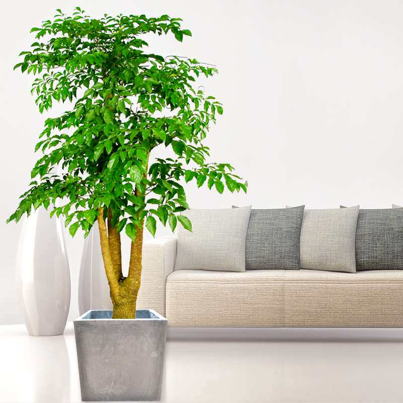 幸福树大盆盆栽室内外植物大型绿植花木福贵美化大型绿植