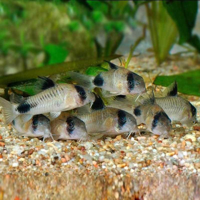 琵琶清洁观赏鱼热带活体清道观赏垃圾工具鱼