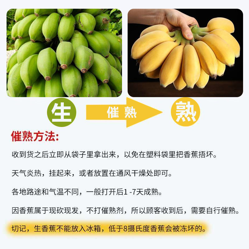 广西小米蕉 新鲜5斤banana当季水果自然催熟小香蕉应季整箱包邮10