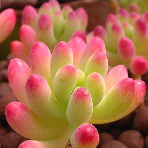 多肉植物大株稀有品种盆栽桃蛋大颗好养精品多肉植物