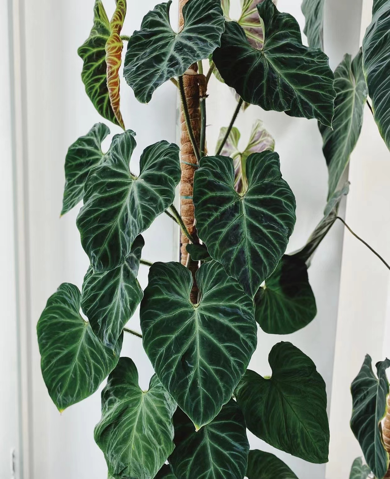 荧光蔓绿荷兰南美腿毛进口ins热植盆栽王先绿植