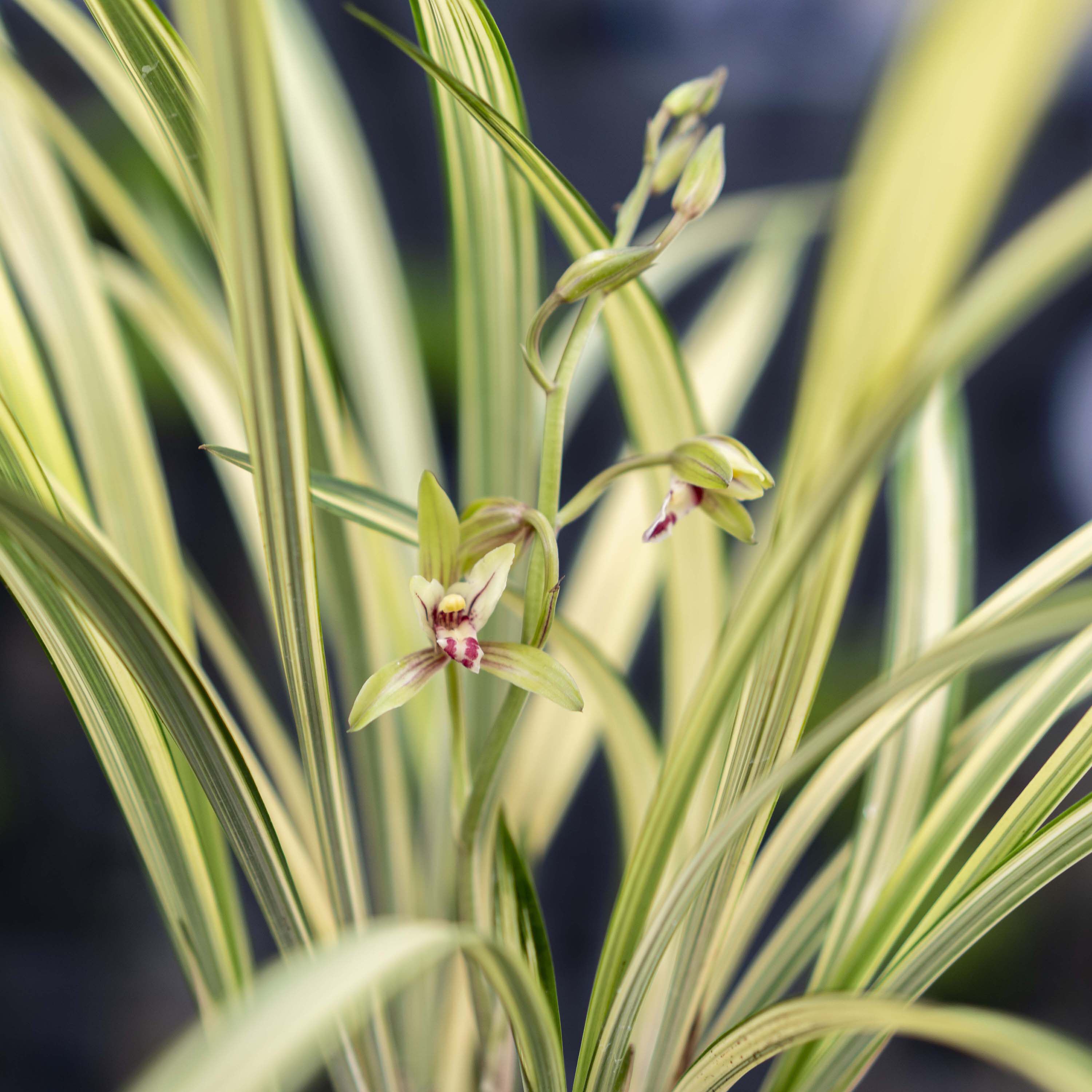 泽雨天下翁源兰花苗名贵精品建兰中透叶艺福隆金边兰绿植花卉盆栽
