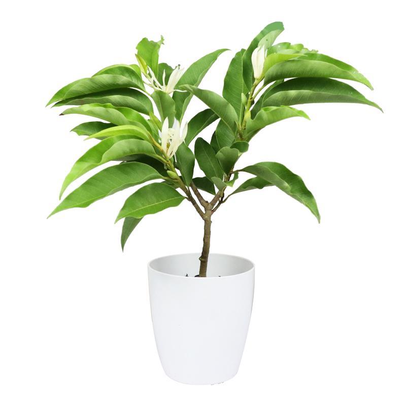 白兰花盆栽黄兰花卉植物黄果兰室内玉兰玉兰树树苗时令草本花卉