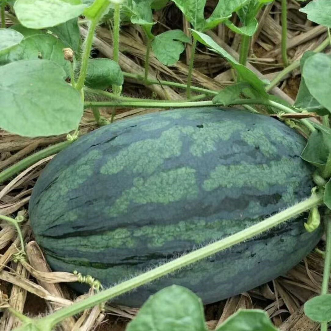 特价应季越南黑美人高山山地西瓜很甜新鲜当季水果薄皮整个