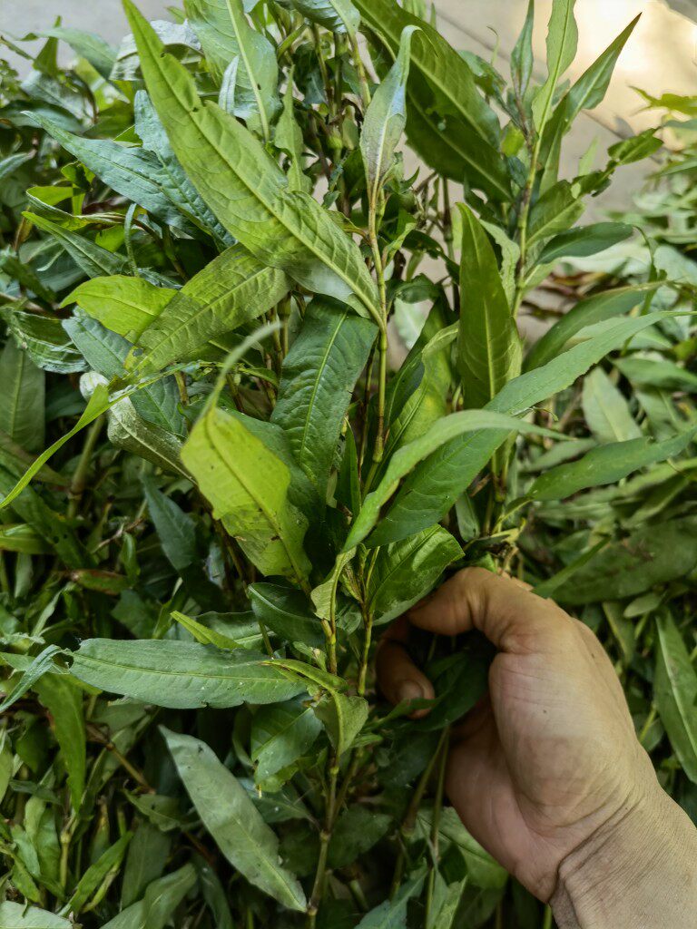 新鲜现采骨折蛇蓼辣蓼变种韩信鱼腥蓼消痛肿其他药食同源食品