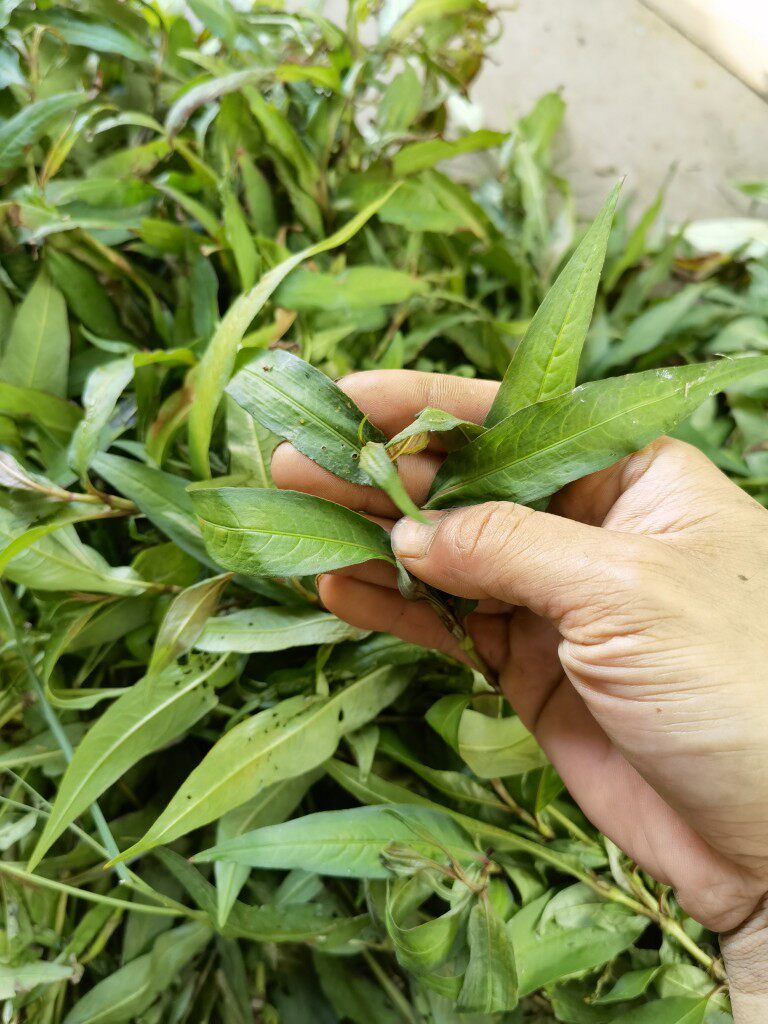 新鲜现采骨折蛇蓼辣蓼变种韩信鱼腥蓼消痛肿其他药食同源食品