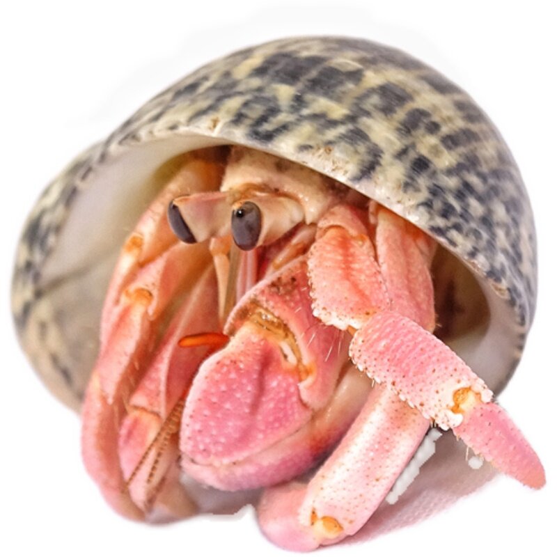 高档淡紫里l利la陆o拉寄居蟹草莓灰白短腕深紫西伯i斯宠物活螃ins