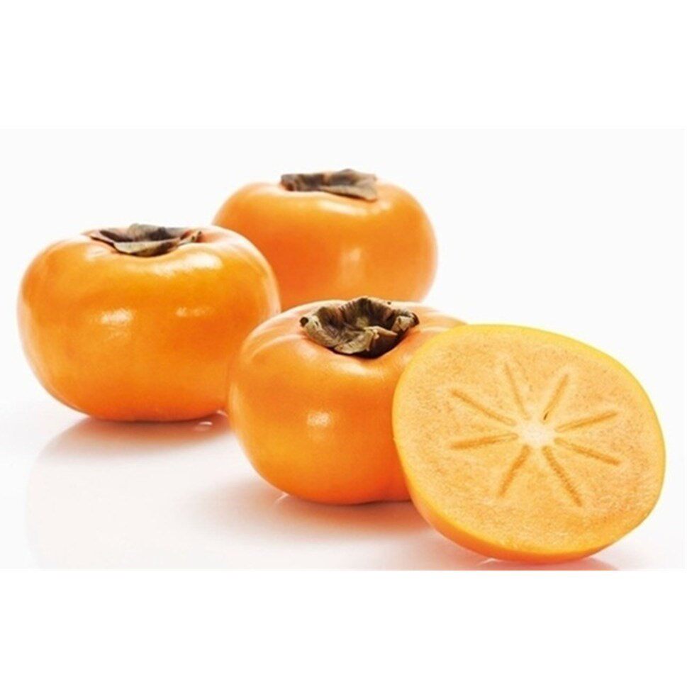 日本甜脆柿子苖树苖次恭城水柿嫁接良种木果果树