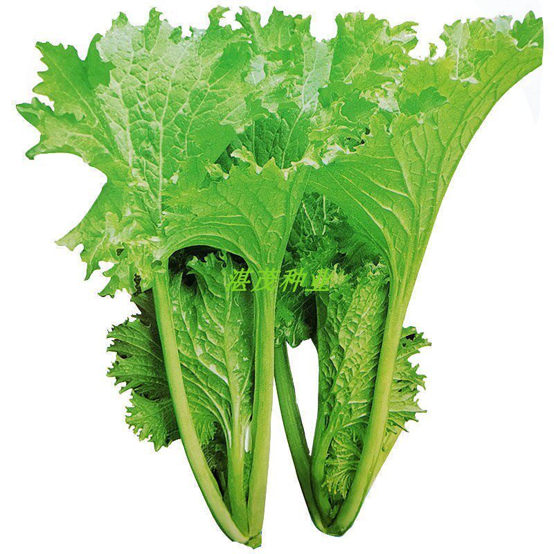 芥菜种子花边青菜种籽四季易种叶子庭院盆栽家庭园艺种子