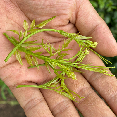 张家界莓茶特级芽尖龙须野生茅岩莓藤茶霉天门250g养生茶