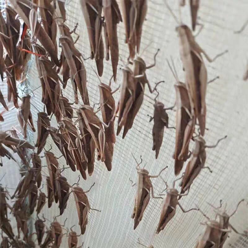 活体丁蜢花腿打口体虫提性促火增强体质耐力现货爬虫