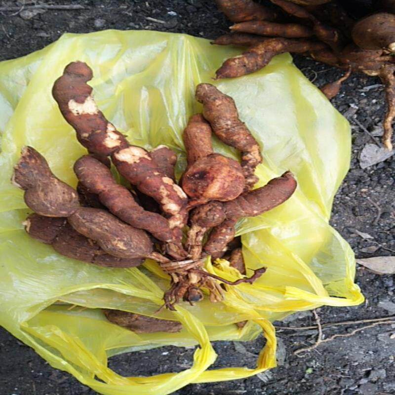 贵州野生雪里开新新鲜中药材地雷拐子药蛇松子传统滋补品其他