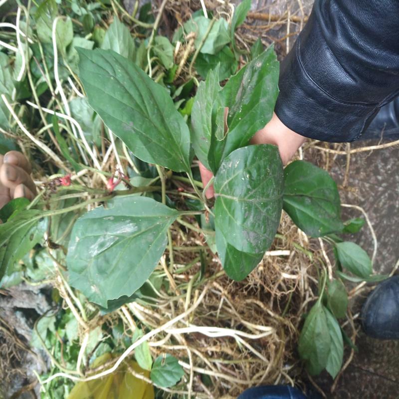 板凳新鲜三角咪米中药材苗药山毛叶螃蟹500g包邮传统滋补品其他