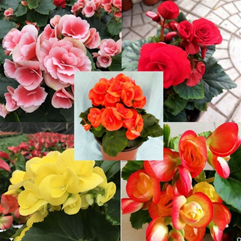 四季海棠大花重瓣开色夫妻重瓣大叶球根花种玻璃花卉