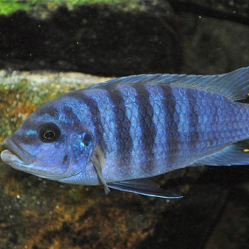 三湖斑马慈鲷活体马鲷大骷髅麦森岩栖淡水鱼鱼