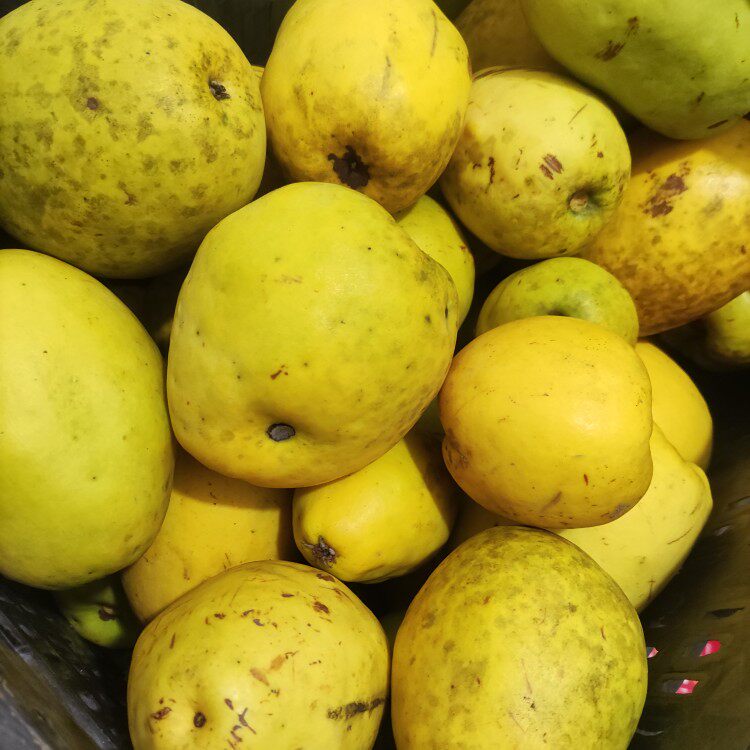 车载闻香木瓜北方宣目装饰品泡酒糖拌瓜条室内木瓜