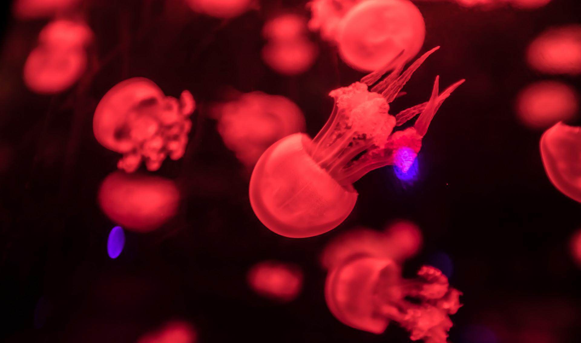 赤月水母大母火箭活物活体海月水宠缸杯水水族其它水族宠物