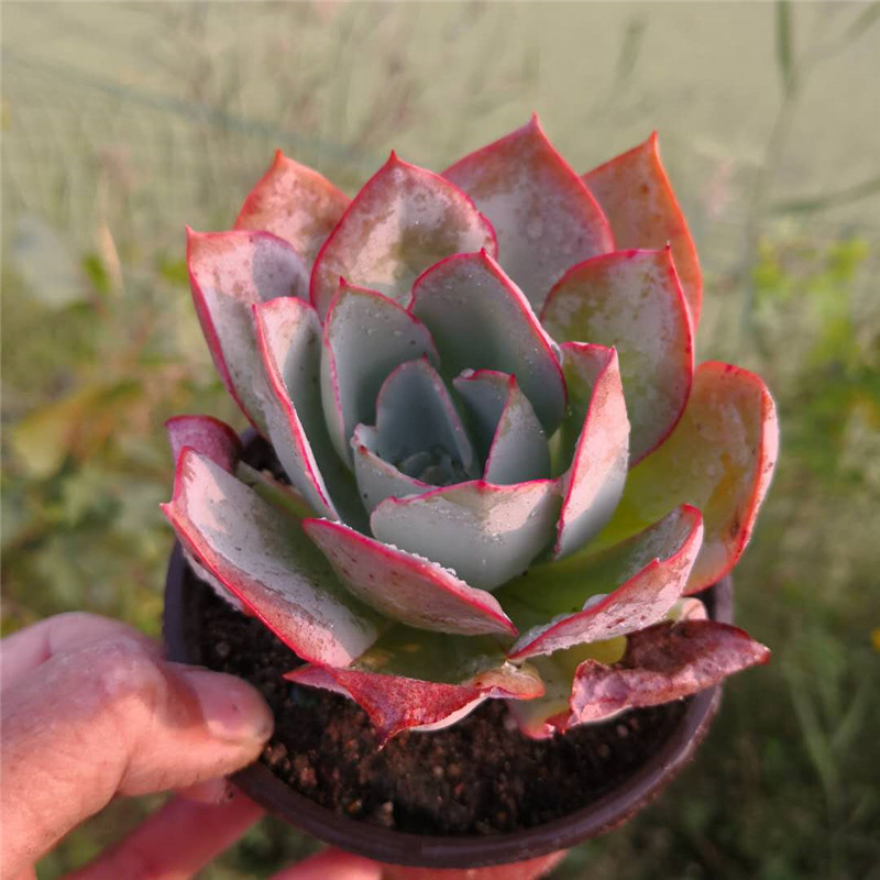 新手单头杂交盆养多非常容易蓝光植物星期天一颗多肉植物