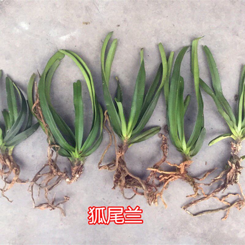 狐尾花多附生兰花盆栽盆景开花漂亮很好养花时令草本花卉