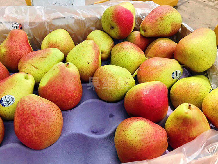 智利彩啤梨 2斤 南半球当季新鲜水果 梨子 软硬都好吃 约4-5颗