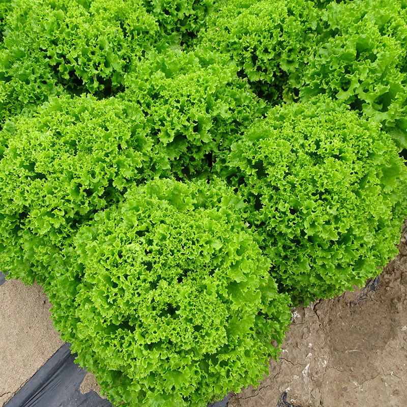 鼎丰罗莎绿散叶生菜种子沙拉菜可水培四季蔬菜蔬菜种子