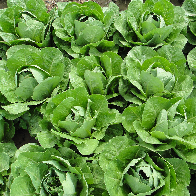 鼎丰美罗直立生菜种子沙拉菜叶质厚可水四季蔬菜种子